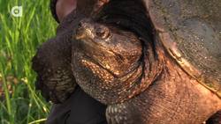 Alligator Snapping Turtle vs Common Snapping Turtle Instructional Video