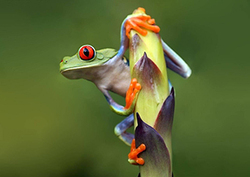 What is a biome? Instructional Video