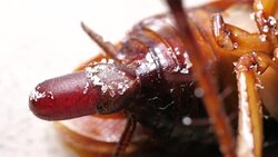 Roaches Stock Footage