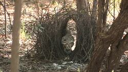 Great Bowerbird (Chlamydera nuchalis) tending his bower Stock Footage