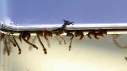 Mosquitos adult pupa larvae, Example in the laboratory - scientific research and development concept. Stock Footage