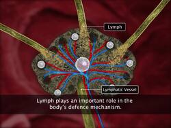 Circulation in Animals Instructional Video