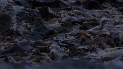 Ny Alesund in Svalbard, Norway News Clip