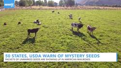 50 States, USDA Warn Of Mystery Seeds News Clip