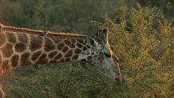 Giraffes! Learn about Giraffes for Kids Instructional Video