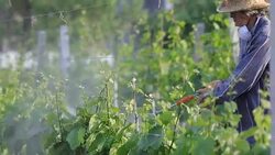 Man with hat or vintner spraying pesticides on vineyard Stock Footage