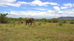 elephant with baby or calf in savanna at africa Stock Footage