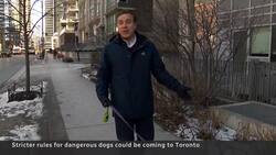 Toronto considers dangerous dog registry News Clip