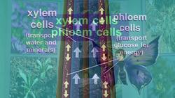 Life Science: Xylem and Phloem Instructional Video