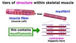 Types of Tissue Part 3: Muscle Tissue Instructional Video