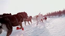 SLO MO Dogs sledding through the snow Stock Footage