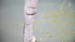 The Struggle for Survival of the Somali Wild Ass Instructional Video