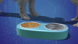 Canine influenza is on the rise Instructional Video