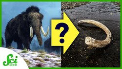 4 Mysterious Extinctions from Earth’s History Instructional Video