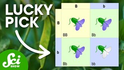 Mendel Got Extremely Lucky (...or Maybe He Lied) Instructional Video