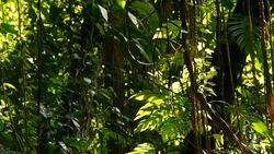 Wild, vivid vegetation of deep misty tropical forest. Jungle landscape. Interior of exotic asia woods. Mossy lianas dangling from the rainforest canopy. Green natural background of subtropical forest. Stock Footage