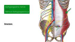 Iliohypogastric nerve Instructional Video