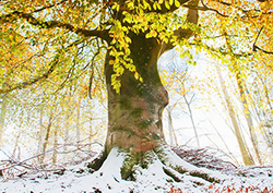 The seasons Instructional Video