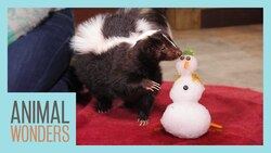 We Gave Snowmen to Our Animals! Instructional Video