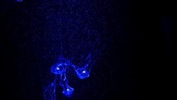 Close-up Jellyfish, Medusa in fish tank with neon light. Jellyfish is free-swimming marine coelenterate with a jellylike bell- or saucer-shaped body that is typically transparent. Stock Footage