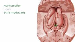 Thalamus Instructional Video