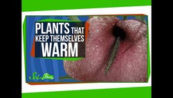 Plants That Keep Themselves Warm Instructional Video