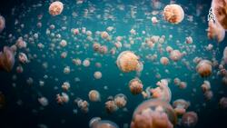 Journey to Jellyfish Lake, Palau's unique marine marvel Instructional Video