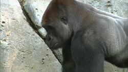 Did You Know That Recycling Your Cell Phone Could Help Save Apes? Instructional Video