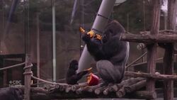 Belgian zoo critters make short work of pumpkin treats News Clip