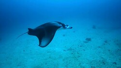 Manta Rays in Hanifaru bay, Maldives Stock Footage