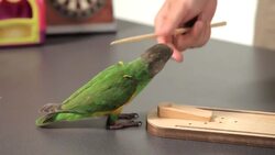 How to Target Train Your Parrot Instructional Video