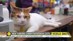 New York: Save 'Bodega Cats' petition moved News Clip