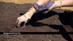 This weather has thrown gardeners for a loop. Here's how to save your plants News Clip