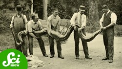 5 Giant Snakes and the Evolution of Super-sized Serpents Instructional Video