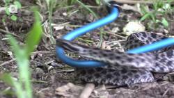 Pygmy Rattlesnake Strike! Instructional Video