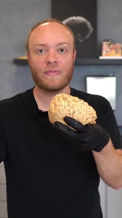 Introduction to the Human Brain: Understanding the Right Hemisphere Instructional Video