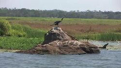 Australian Darter (Anhinga novaehollandiae) dries its wings in the sun Stock Footage
