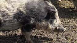 How Do Pigs Stay Cool? Instructional Video