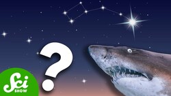 Are Sharks Really Older Than the North Star? Instructional Video
