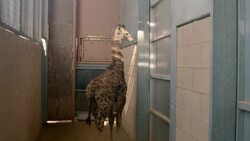 Training Giraffe Calves to Step on Special Scales Is Tough But Doable Instructional Video