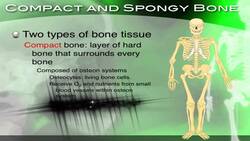 The Skeletal System, its Structure and Function - Section 34.2 Instructional Video