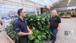 Garden Guide: Improve the air quality in your house... with plants! News Clip
