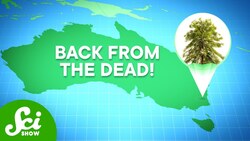 We Could Put The World's Rarest Tree In Your Back Yard Instructional Video