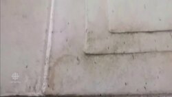 Insect infestation turning Taj Mahal green News Clip