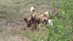 Wild dogs eating impala kill. Stock Footage