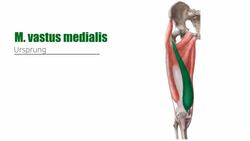 Ventrale Oberschenkelmuskulatur Instructional Video