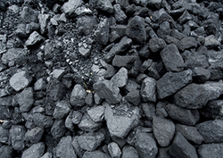 El ciclo del carbono Instructional Video