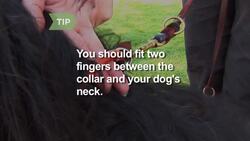 How to Walk Your Dog Instructional Video