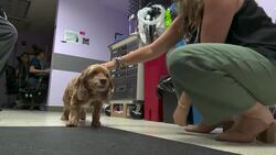 Veterinarian offers tips on how to keep your pets cool amid blazing temps News Clip