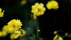 Background Nature Mexican Aster or Yellow Cosmos Flower. video Slow Motion Stock Footage